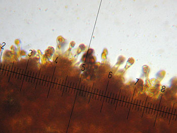 gymnop_penetrans_cheilo1 (21K)