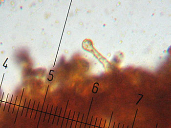 gymnop_penetrans_cheilo2 (23K)