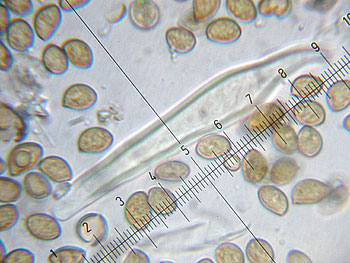 inocybesp1_cheilo3 (36K)