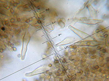 inocybesp1_cheilo4 (31K)