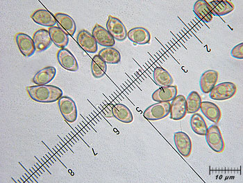 inoflocculosa_spore3 (42K)