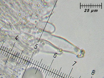 inogeophylla_caulo2 (32K)