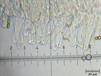 inogeophylla_caulo4 (36K)