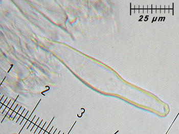 inogeophylla_caulo5 (30K)
