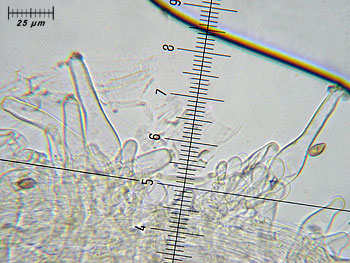 inogeophylla_caulo6 (39K)