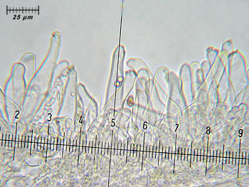 inogeophylla_caulo9 (40K)