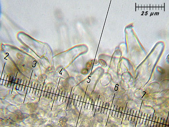 inogeophylla_cheilo4 (35K)