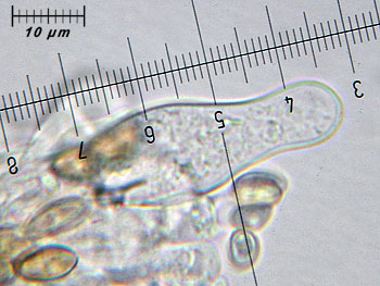 inomelanopus_caulo1 (33K)