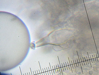 inomixtilis_caulo10 (21K)