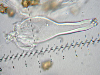 inomixtilis_caulo2 (24K)