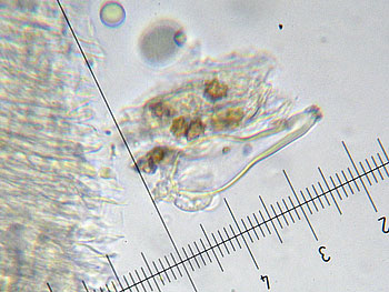inomixtilis_caulo5 (34K)