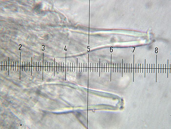 inomixtilis_caulo6 (27K)