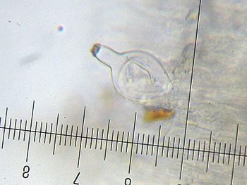 inomixtilis_caulo9 (24K)