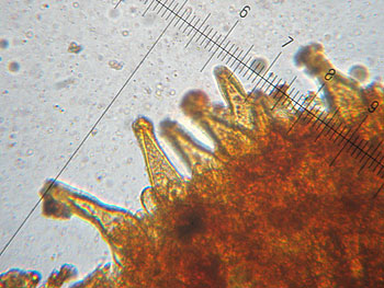 inomixtilis_cheilo2 (37K)