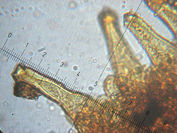 inomixtilis_cheilo3 (35K)