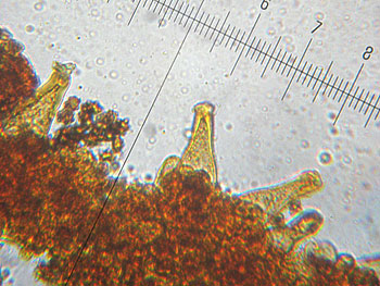inomixtilis_cheilo4 (43K)