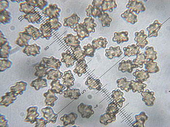 inomixtilis_spore1 (42K)