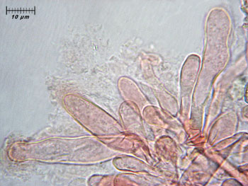 inosquarrosa_caulo1 (28K)