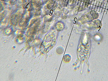 lacc_affinis_basidi3 (39K)