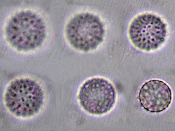 lacc_affinis_spore1 (27K)