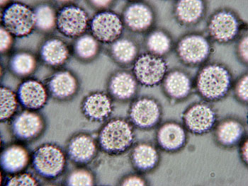 lacc_affinis_spore12 (33K)