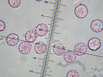 lacc_affinis_spore2 (21K)