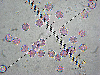 lacc_affinis_spore6 (30K)