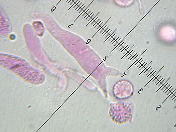 lacc_lateritia_basidi9 (31K)