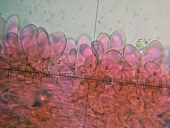 lact_subumbonatus_imenio1 (32K)