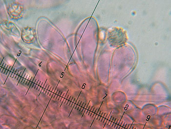 lact_subumbonatus_imenio12 (30K)