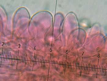 lact_subumbonatus_imenio2 (28K)