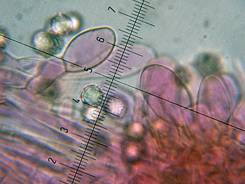 lact_subumbonatus_imenio3 (33K)