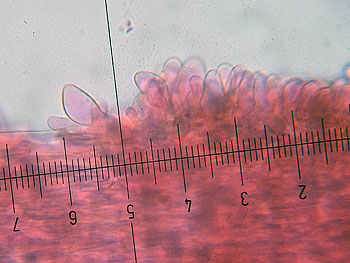 lact_subumbonatus_imenio4 (29K)