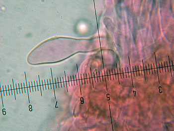 lact_subumbonatus_imenio5 (29K)