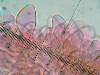 lact_subumbonatus_imenio6 (32K)