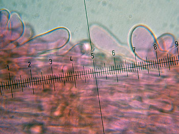 lact_subumbonatus_imenio7 (30K)