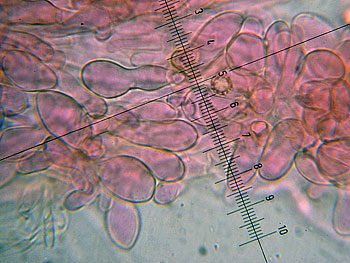 lact_subumbonatus_imenio8 (40K)