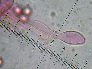 lact_subumbonatus_imenio9 (28K)