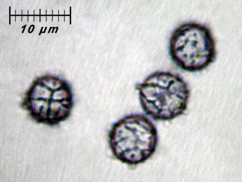 lactatlanticus_spore1 (24K)