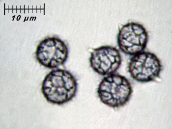 lactatlanticus_spore14 (23K)