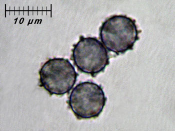 lactatlanticus_spore2 (23K)