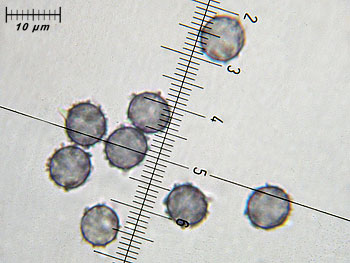 lactatlanticus_spore3 (30K)