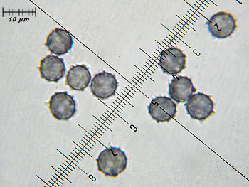 lactatlanticus_spore8 (34K)