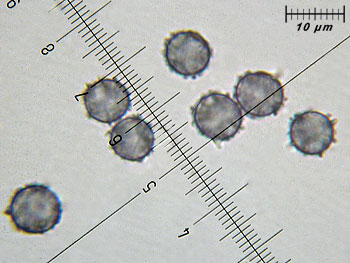 lactatlanticus_spore9 (30K)