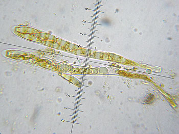 leotia_lubrica_asco1 (27K)