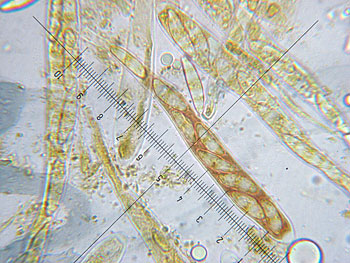 leotia_lubrica_asco2 (45K)