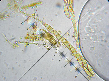 leotia_lubrica_asco4 (32K)