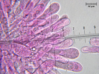 rusacrifolia_imenio1 (45K)