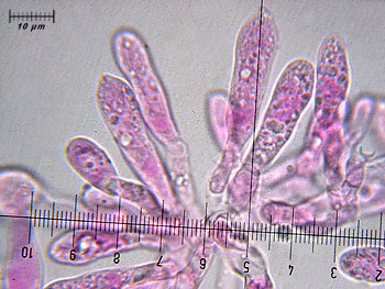 rusacrifolia_imenio2 (40K)