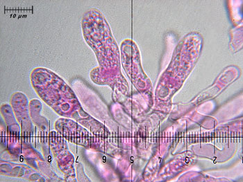 rusacrifolia_imenio3 (40K)